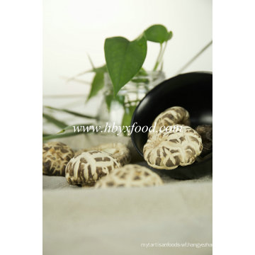 White Flower Mushroom Export to India